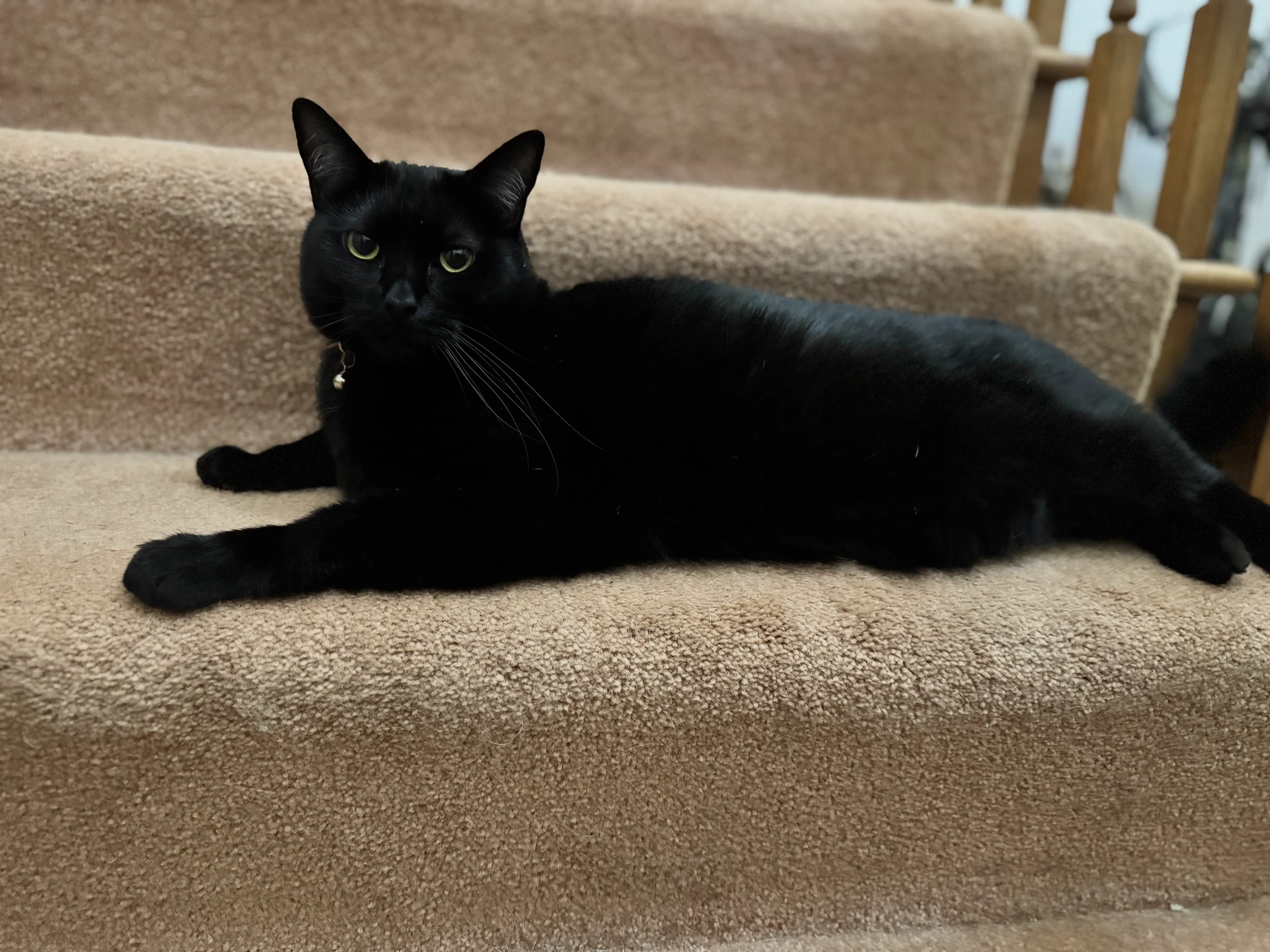 Azazel the Chonk