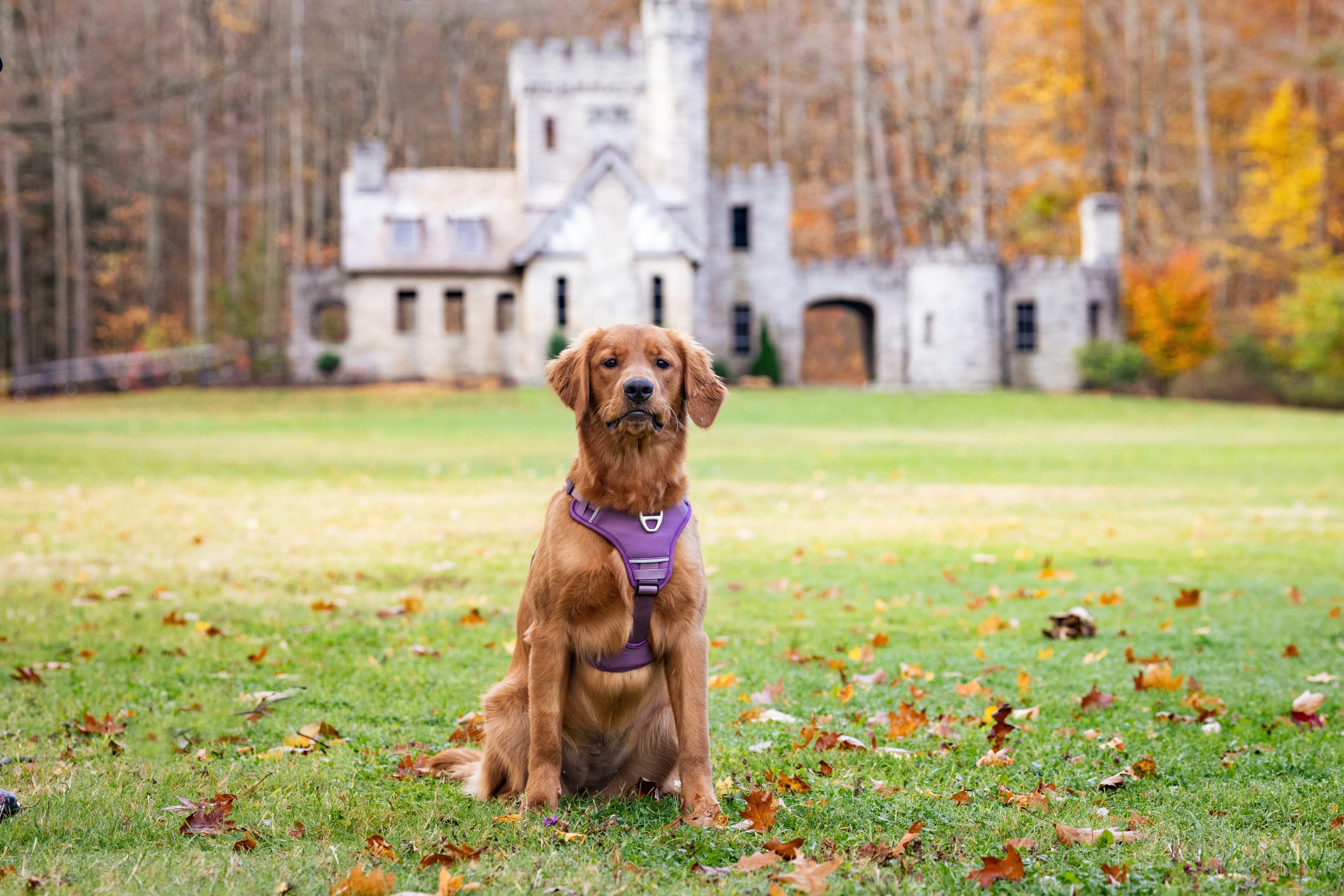 Milim the Golden Retriever