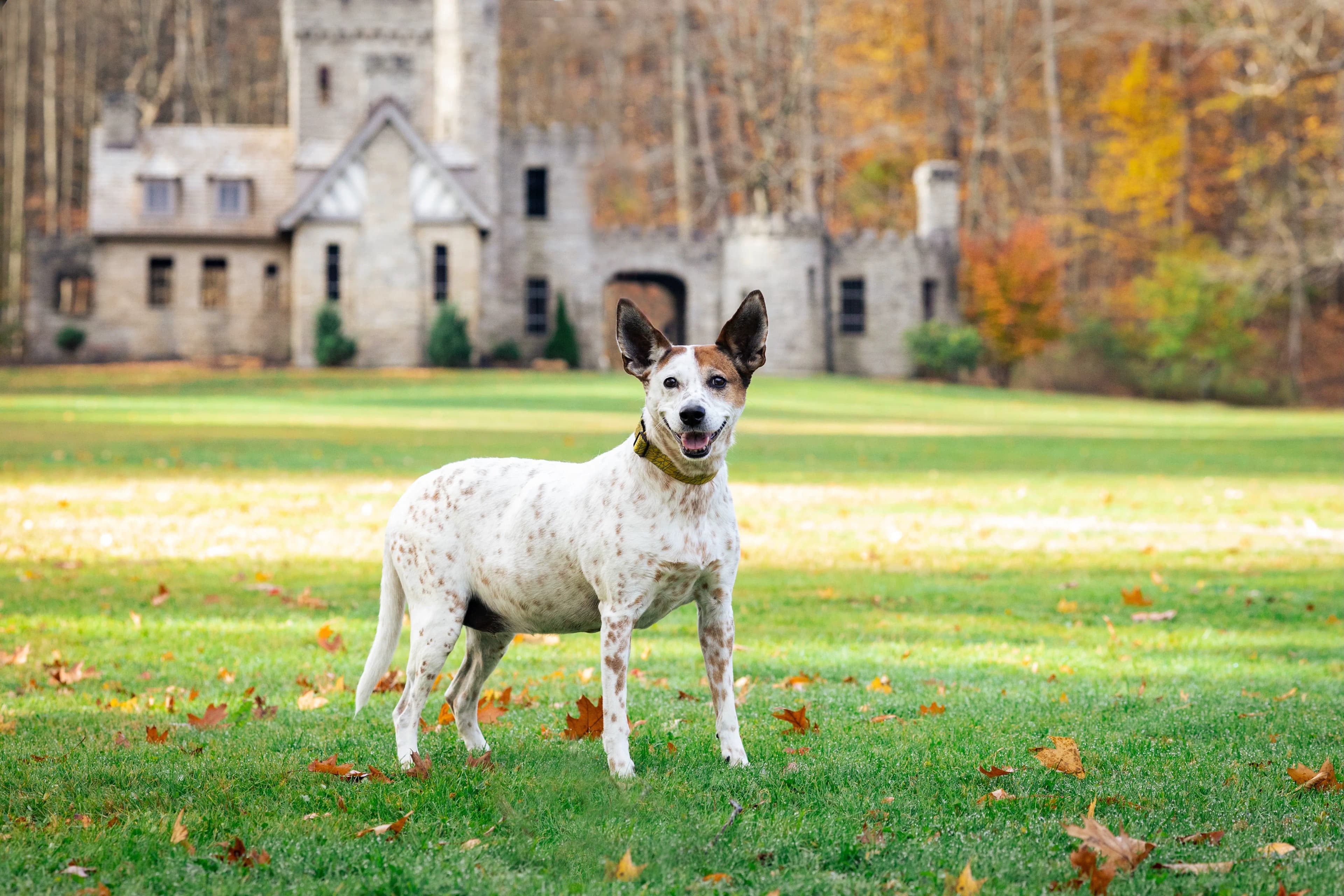 Tali the Mixed Breed (Basenji/Australian Shepherd)